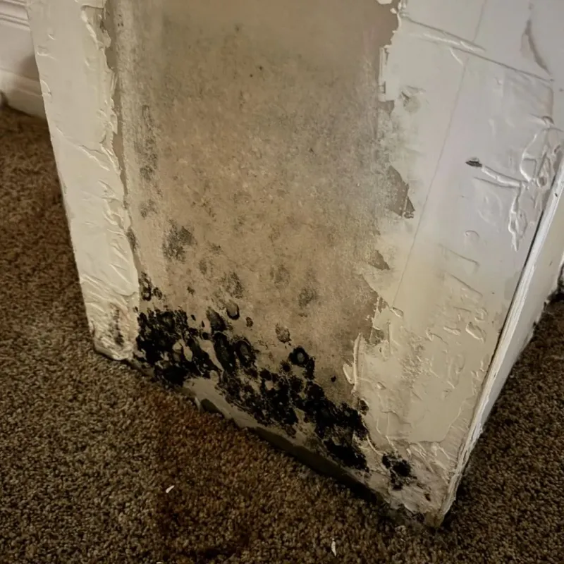 Professional Mold Removal in Graham, NC